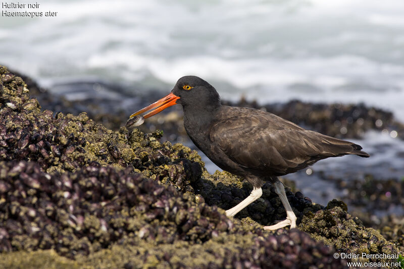 Blackish Oystercatcher