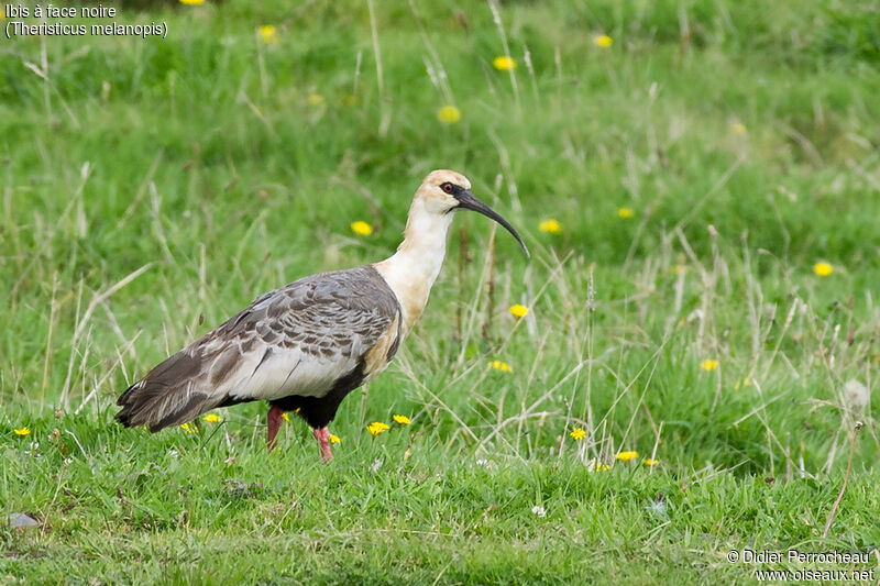 Black-faced Ibis