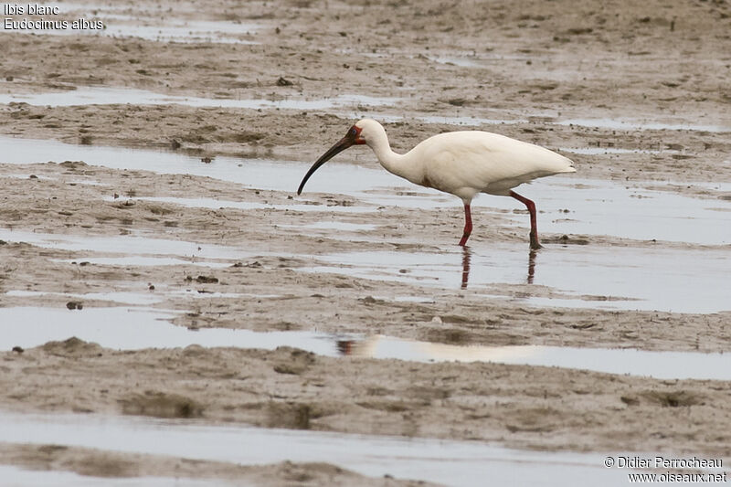 American White Ibis