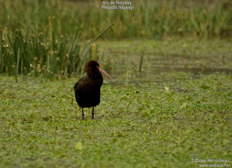 Ibis de Ridgway