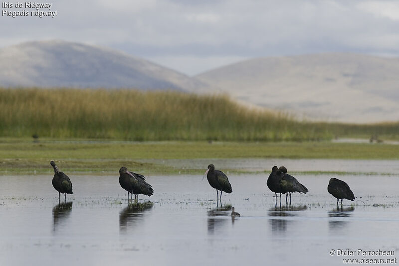 Puna Ibis