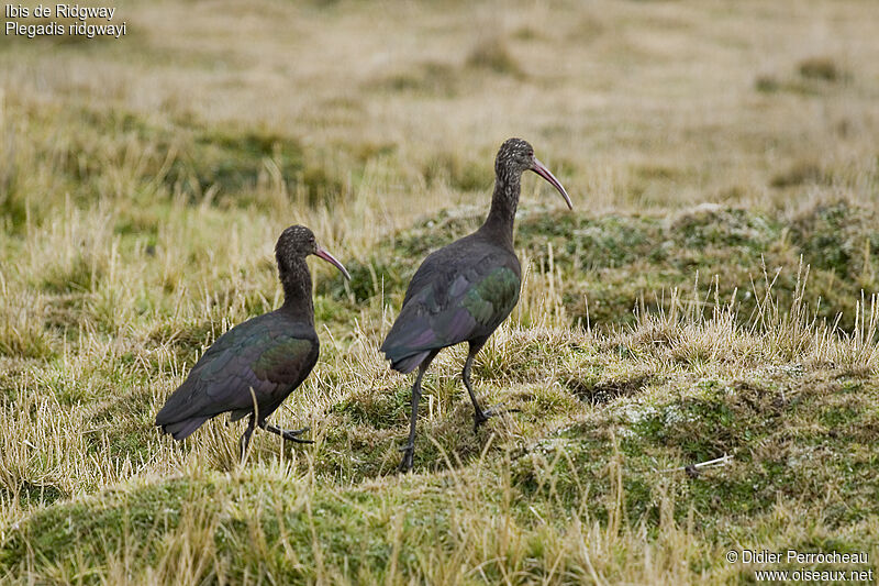 Ibis de Ridgway, identification