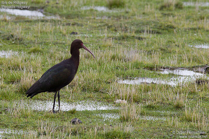 Ibis de Ridgway