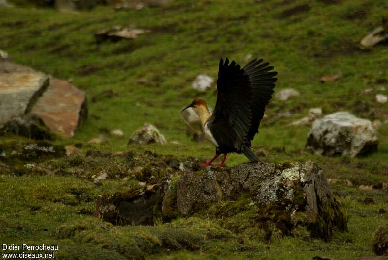 Ibis des Andesadulte, identification