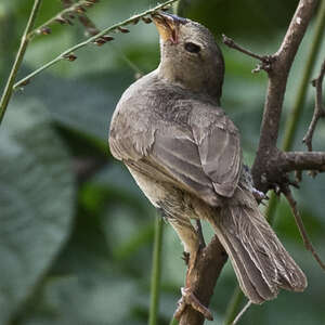 Cici obscur