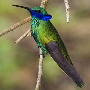 Colibri d'Anaïs