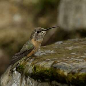 Colibri de Fanny