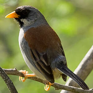 Incaspize à moustaches