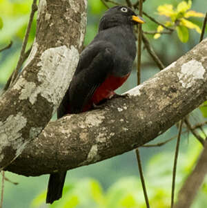 Trogon d'Équateur