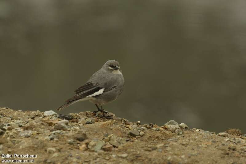 Idiopsar leucoptère