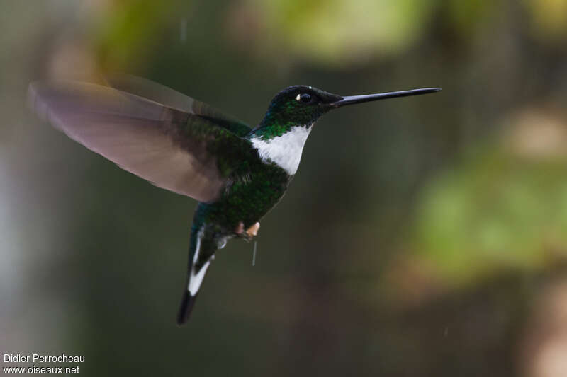 Collared Inca