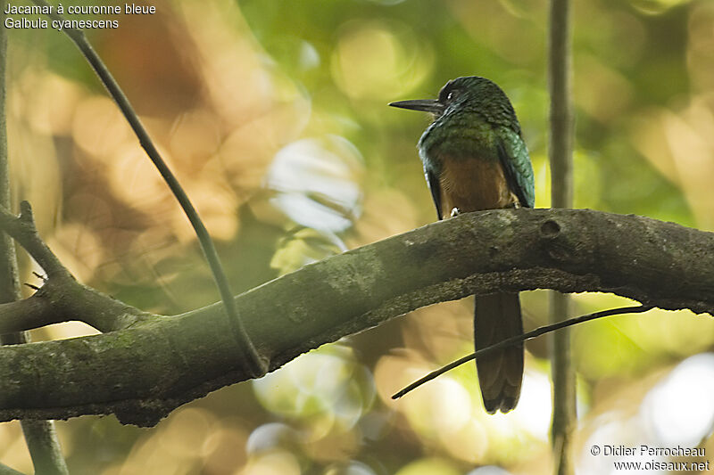 Bluish-fronted Jacamar