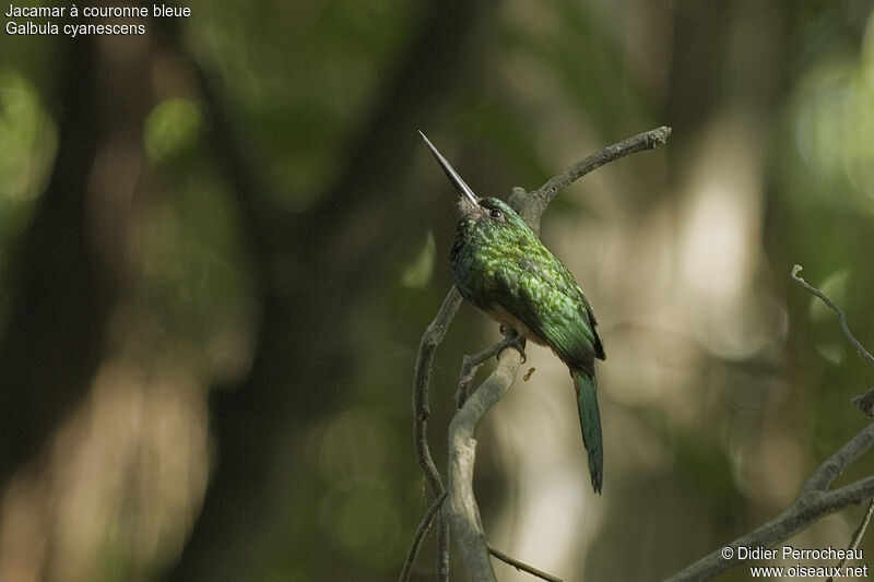 Bluish-fronted Jacamar