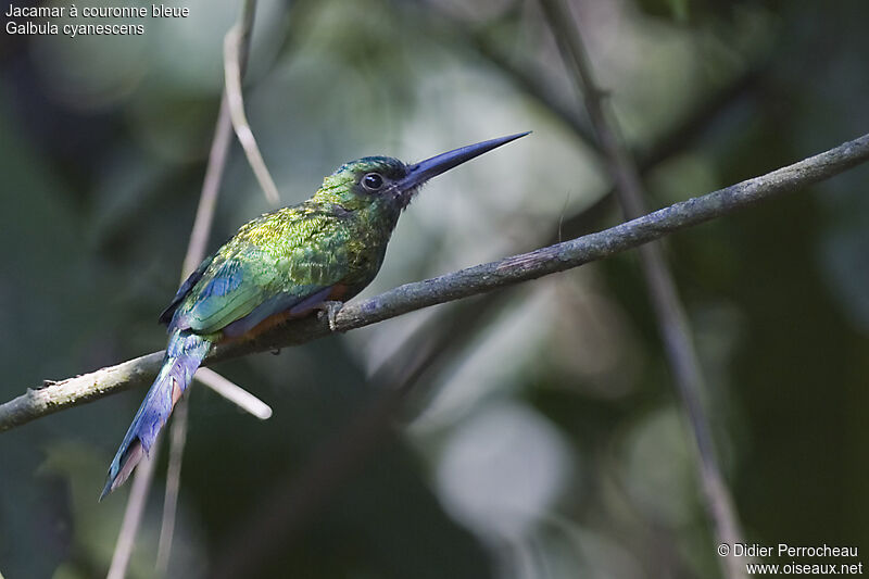 Bluish-fronted Jacamaradult, identification