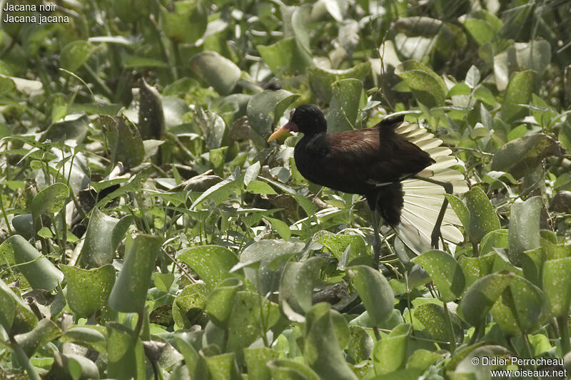 Wattled Jacana