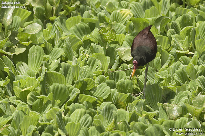 Jacana noiradulte