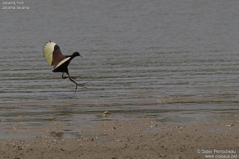 Wattled Jacana