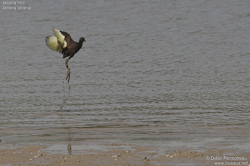 Jacana noir