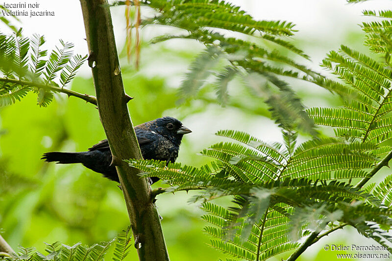 Jacarini noir