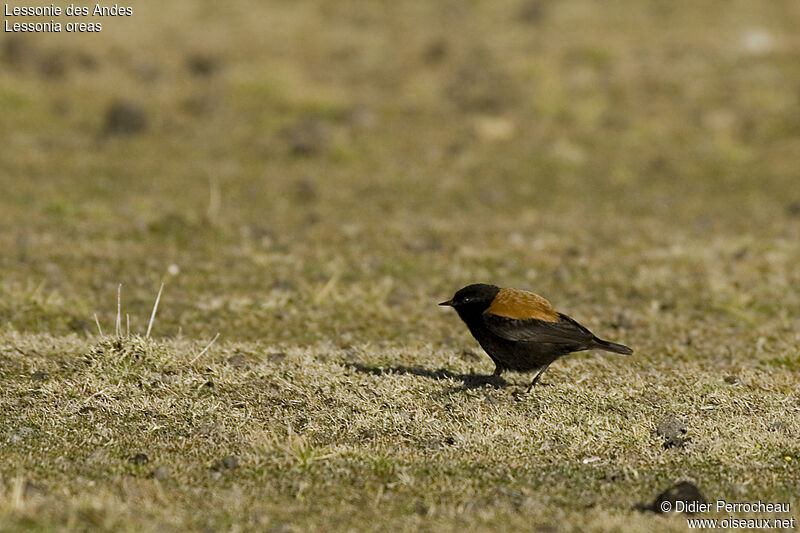 Andean Negrito