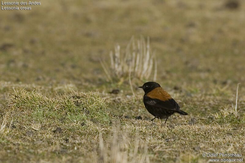 Andean Negrito