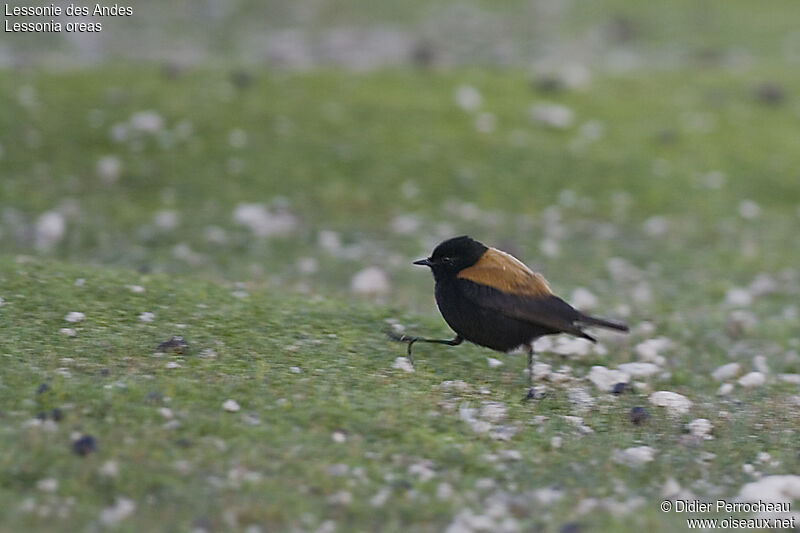 Andean Negrito