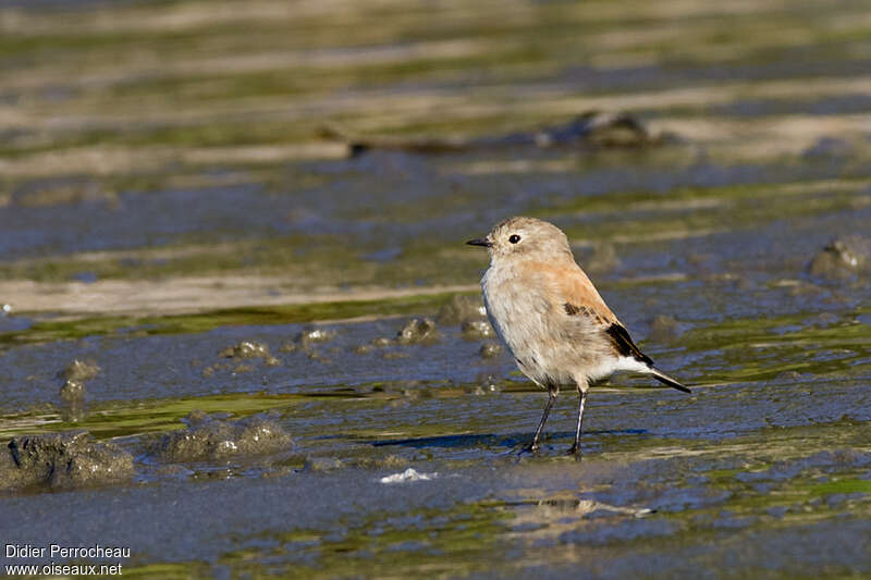 Austral Negritojuvenile, identification