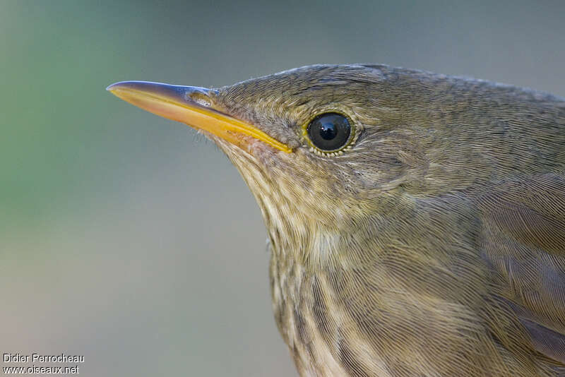 Locustelle fluviatile, portrait