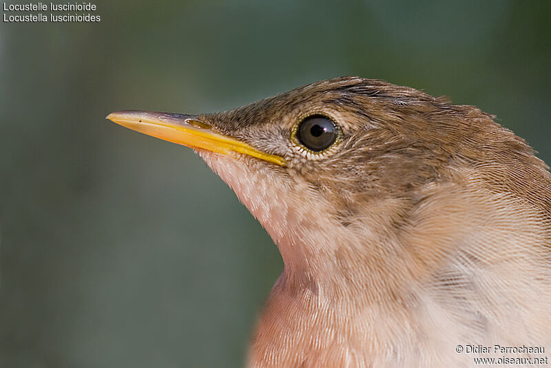 Savi's Warbler