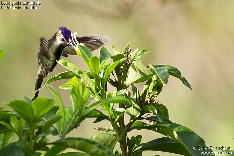 Marvelous Spatuletail