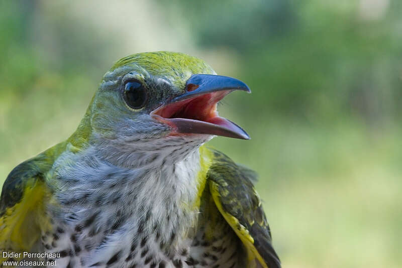 Eurasian Golden Oriolejuvenile