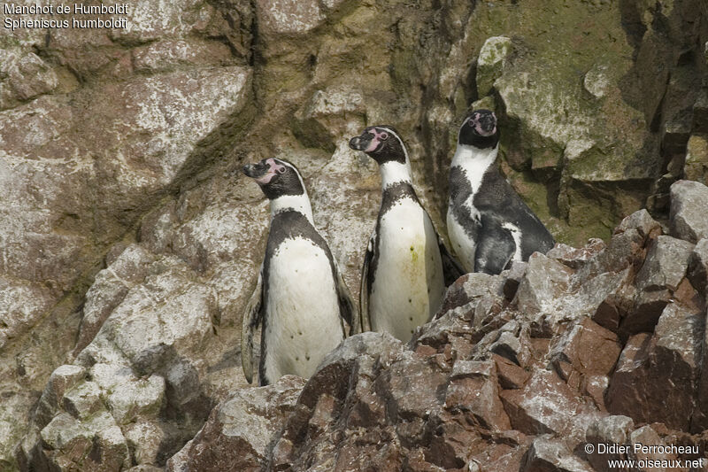 Humboldt Penguin