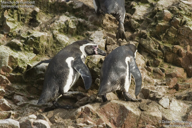 Humboldt Penguin