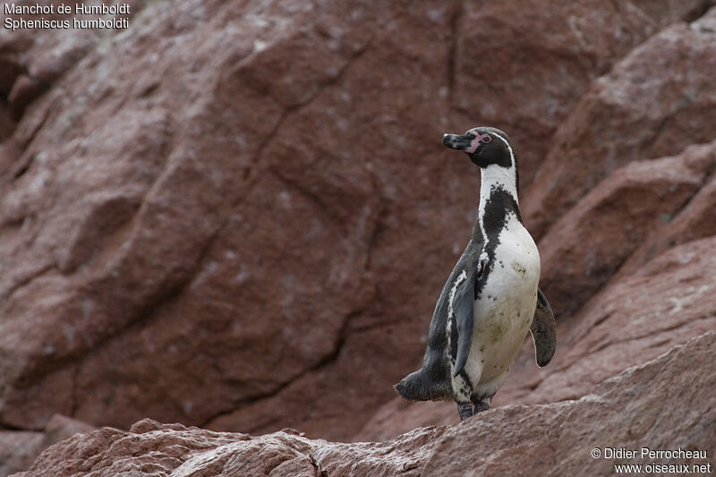 Humboldt Penguin, identification