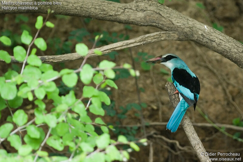 Martin-chasseur à poitrine bleue