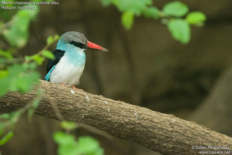 Martin-chasseur à poitrine bleue