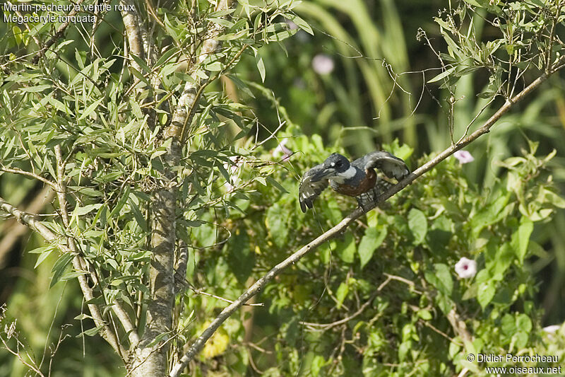 Ringed Kingfisher