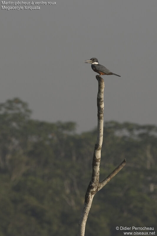 Ringed Kingfisher