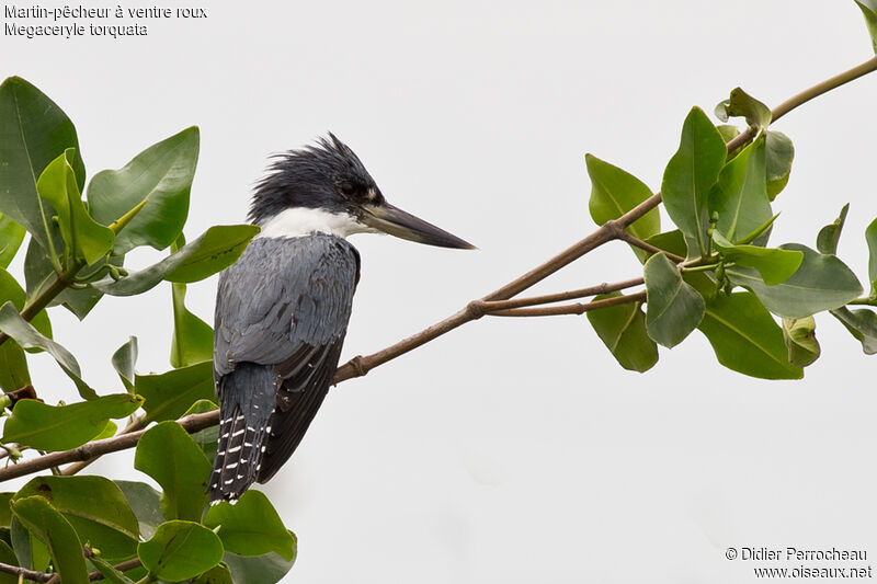 Ringed Kingfisher