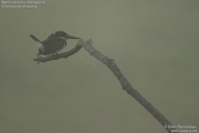 Amazon Kingfisher