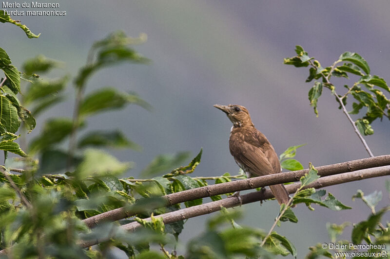 Maranon Thrush