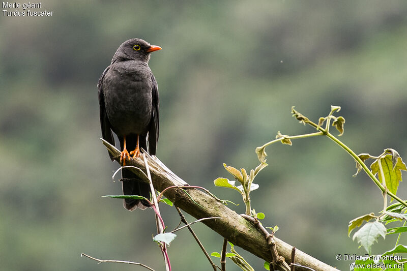 Great Thrush male adult