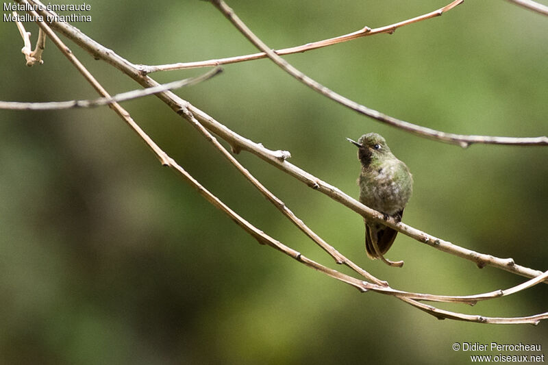 Tyrian Metaltail male adult