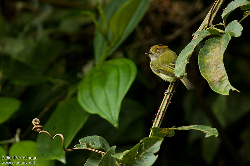 Microtyran cheveluadulte, habitat, pigmentation