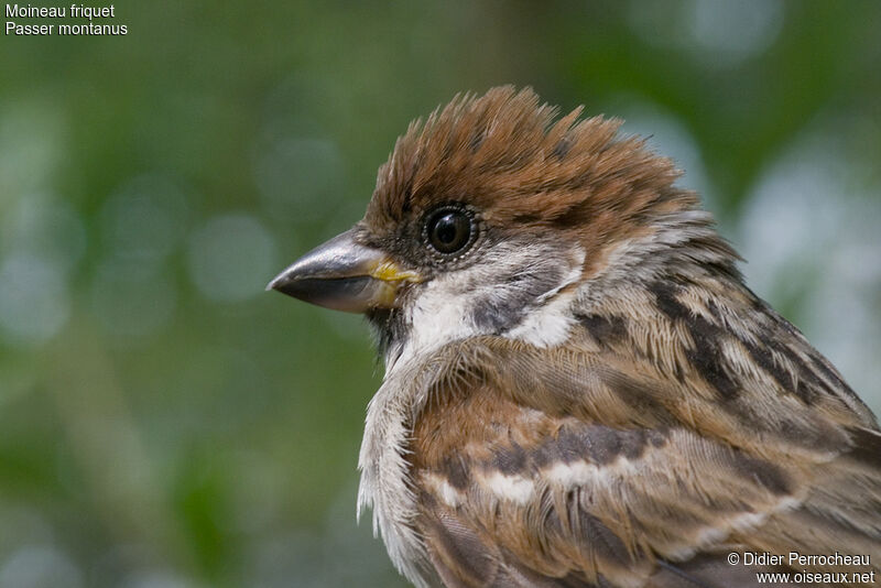 Eurasian Tree Sparrow