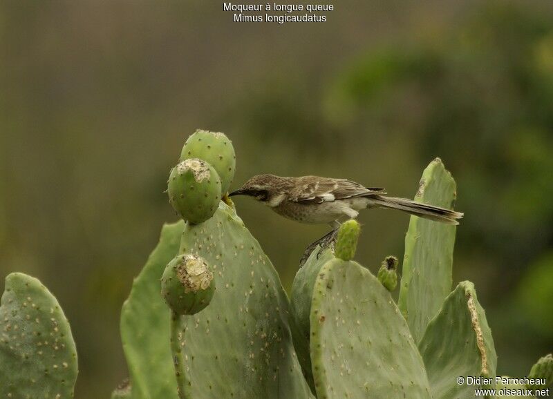 Long-tailed Mockingbird