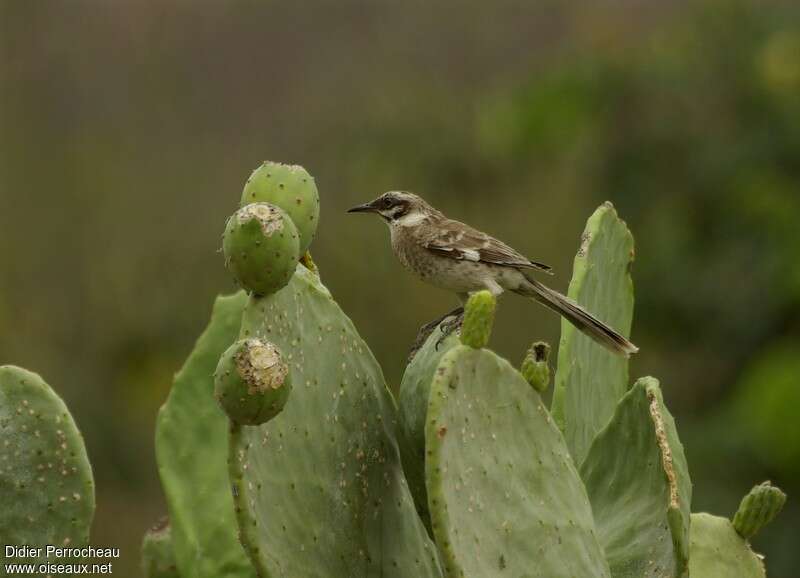 Long-tailed Mockingbirdadult