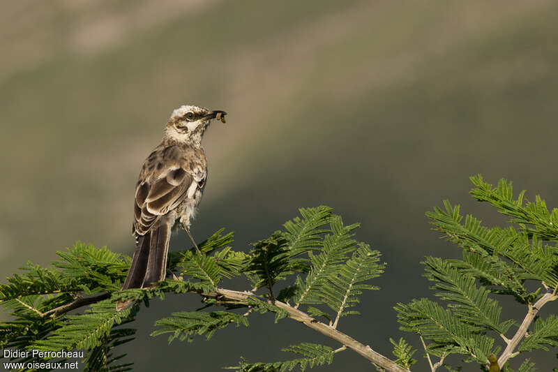 Long-tailed Mockingbirdadult, Reproduction-nesting