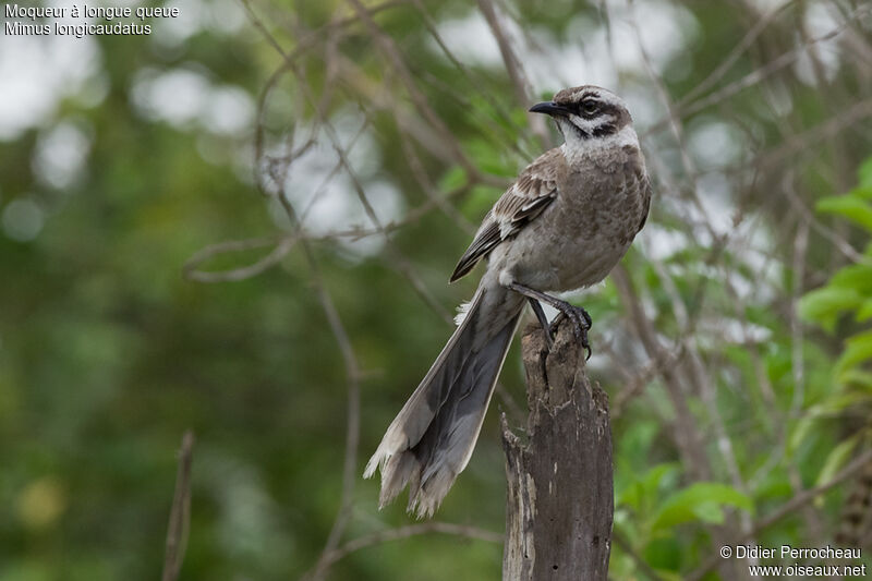 Long-tailed Mockingbird