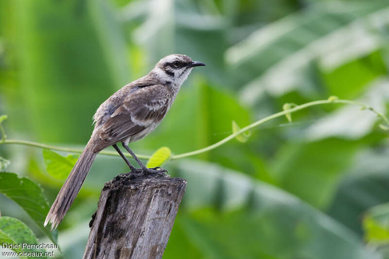 Long-tailed Mockingbirdadult, identification